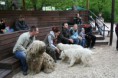 /album/budakeszi-vadaspark-a-fold-vilagnapja-alkalmabol-torteno-meghivasa-a-nagyragadozok-es-pasztorkutyak-forumnak-2014-aprilis-fotok-izabella-tandecki-/img-087-jpg/